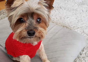 St Albert pet grooming Twisted Whiskers Pet Spa