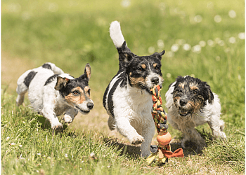 Gatineau dog trainer Des Humains et des Chiens Inc.