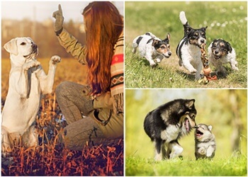 Gatineau dog trainer Des Humains et des Chiens Inc.