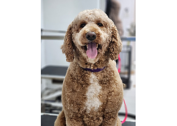 Levis Salons de Toilettage Pour Animaux De Compagnie Un Zoo À La Maison