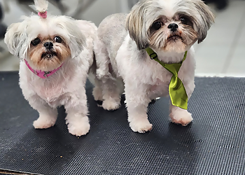 Levis Salons de Toilettage Pour Animaux De Compagnie Un Zoo À La Maison