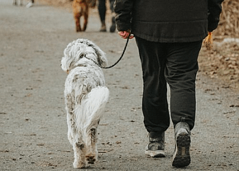 Chilliwack dog trainer Unleash Freedom K9 Training