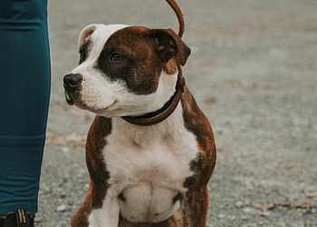 Chilliwack dog trainer Unleash Freedom K9 Training