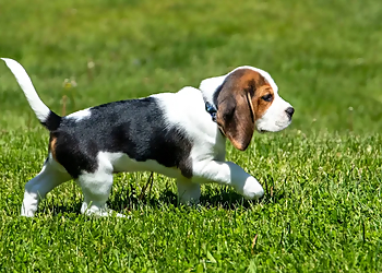 Unleashed Niagara - St Catharines, ON Dresseurs De Chiens - Puppy Image