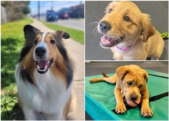 St Catharines dog trainer Unleashed Niagara