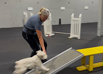 Unleashed Niagara Unleashed Niagara - St Catharines, ON Dresseurs De Chiens - Dog Training Image