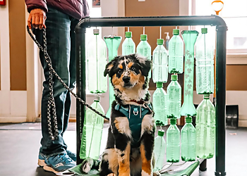 Unleashed Potential K9 - Stratford, ON Dog Trainers - Dog Training Image