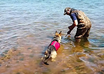 Unleashed Potential K9 - Stratford, ON Dog Trainers - Dog Training Session Image