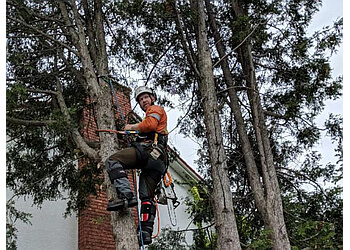 Ajax tree service Upanoak Tree Care Inc. image 1