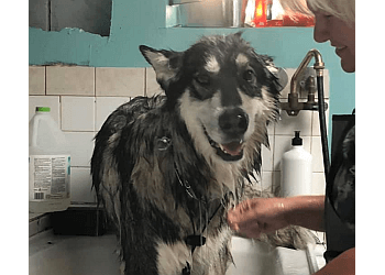 Aurora pet grooming Urban K9