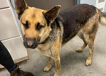 Aurora pet grooming Urban K9