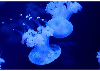 Vancouver places to see Vancouver Aquarium