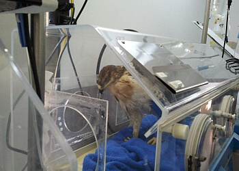 Calgary Cliniques Vétérinaires VCA Canada Calgary North Animal Hospital