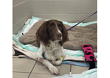 Ottawa veterinary clinic VCA Canada Alta Vista Animal Hospital