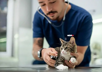 VCA Island Animal Hospital - Nanaimo, BC Veterinary Clinics - Patient Care Image