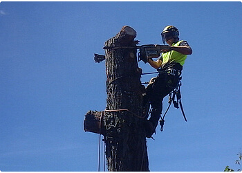 Nanaimo tree service VI Tree Service