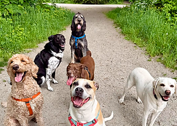 Vancouver Promeneurs De Chiens Vancouver Canine