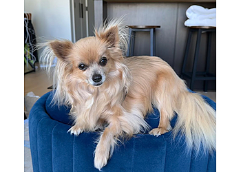 Vancouver veterinary clinic Vancouver Veterinary Hospital