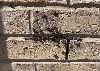 Vanquish Pest Control - Brampton, ON Pest Control - Fly Control Image