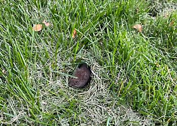 Vanquish Pest Control - Brampton, ON Pest Control - Rodent Control Image