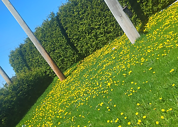 Longueuil Service D'Entretien De Pelouse Vertdure Longueuil