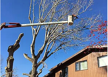 Vertical Limits Tree Care