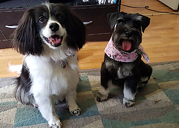 Langley pet grooming Vicki's Paw Spa