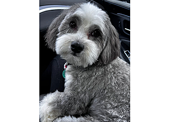 Langley pet grooming Vicki's Paw Spa