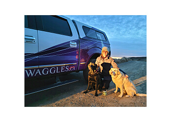 Red Deer dog trainer WAGGLES Academy for Dogs