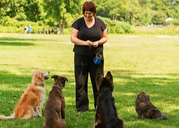 Wag Awhile Doggie Daycare - Newmarket, ON Dog Trainers - Dog Training Image