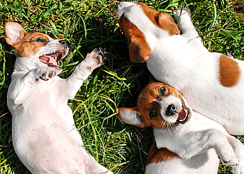 Newmarket dog trainer Wag Awhile Doggie Daycare