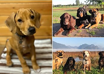 Maple Ridge dog trainer WagMore Training