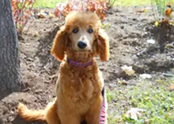 Wag a Tail - Mississauga, ON Promeneurs De Chiens - Service Highlights