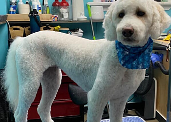 Orangeville pet grooming Wagging Tails Spa