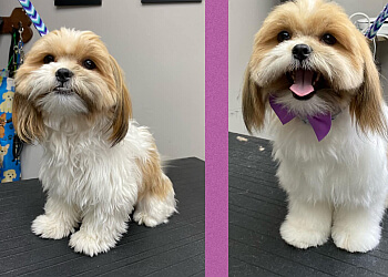 Orangeville pet grooming Wagging Tails Spa image 1