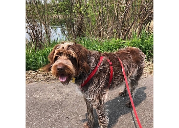 Richmond Hill Dresseurs De Chiens Wagging Woofies