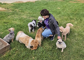 Waggles Academy For Dogs Inc. - Red Deer, AB Dog Trainers - Dog Training Image