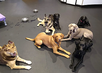 Waggles Academy For Dogs Inc. Waggles Academy For Dogs Inc. - Red Deer, AB Dog Trainers - Dog Trainer Image