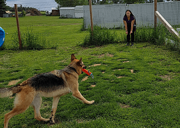 Red Deer dog trainer Waggles Academy For Dogs Inc.