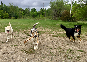 Ottawa Promeneurs De Chiens Waggy Walks Ottawa