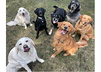 Ottawa Promeneurs De Chiens Waggy Walks Ottawa
