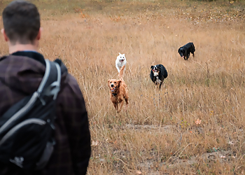 Ottawa Promeneurs De Chiens Waggy Walks Ottawa