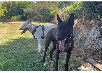 Delta dog walker Walk With Maavo