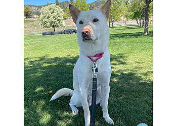 Delta dog walker Walk With Maavo