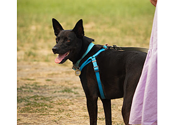 Delta dog walker Walk With Maavo