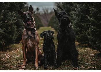 Ottawa Promeneurs De Chiens Walk With Me Ottawa