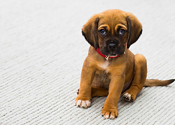 Walkabout Canine Consulting - Chatham, ON Dog Trainers - Puppy Image