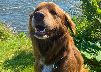 Walkies & Whiskers - Montreal, QC Dog Walkers - Professional Highlights