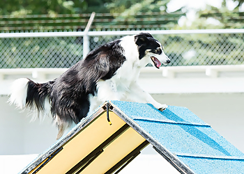 Saskatoon Dresseurs De Chiens Warman Dog Training