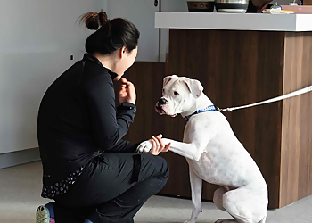 Waterfront Park Veterinary Clinic - North Vancouver, BC Veterinary Clinics - Medical Procedure Image